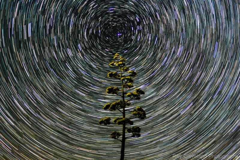 Century Plant reaching for the stars