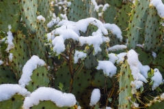 20230302-sabino-snow-_MG_4935