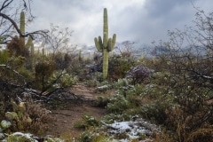 20230302-sabino-snow-_MG_4921-watermarked