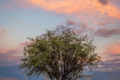 20230708-Sonoita-256-watermarked