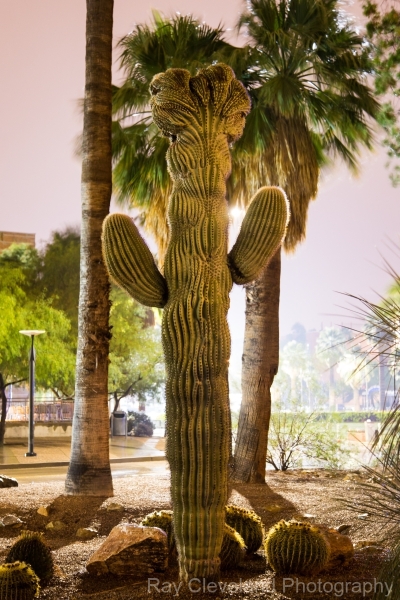 Portrait of a Crested Saguaro