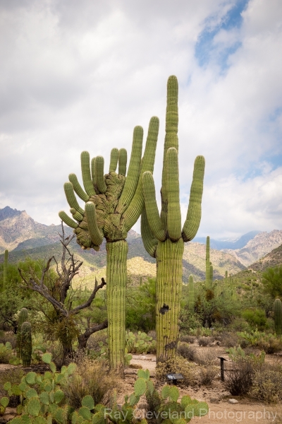 Sabino Canyon Crested With Stars