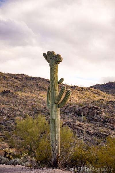 Crested Saguaro at Saguaro NAtional Park