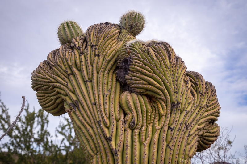 Crested Saguaro at the desert museum