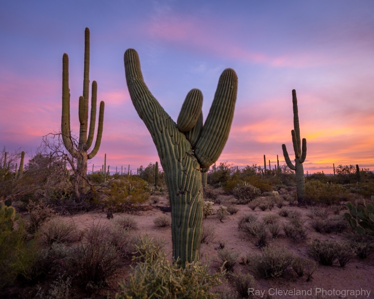 Crested Saguaro at Saguaro National Park West