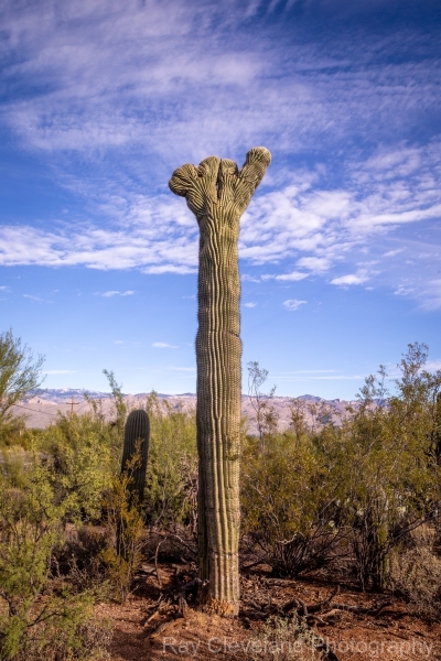Crested Saguaro on Freeman Road