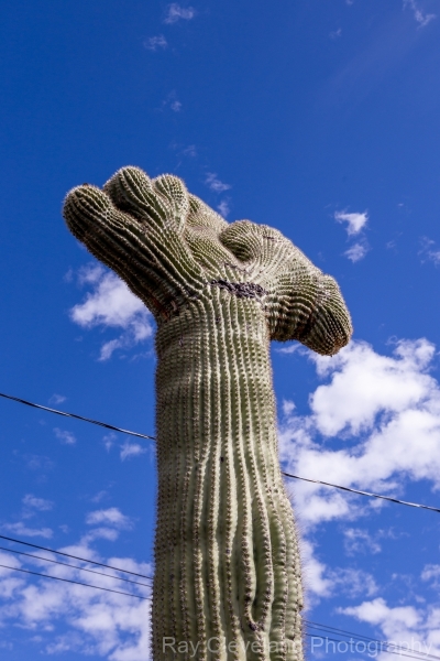 Crested Saguaro in west Tucson