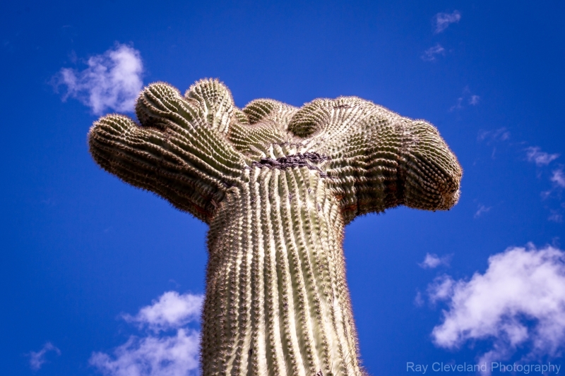 Crested Saguaro in west Tucson