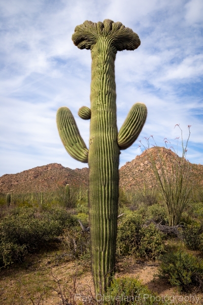 Crested Saguaro in Saguaro National park West