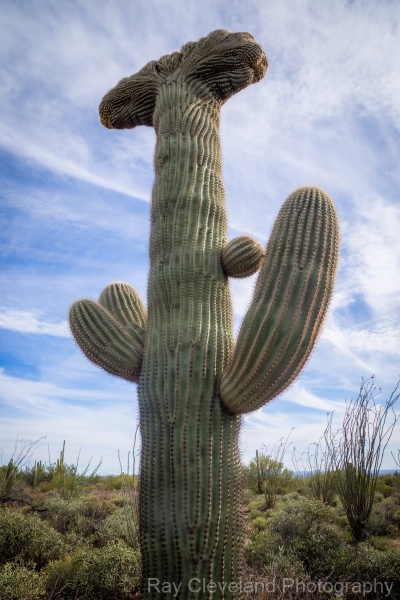 Crested Saguaro in Saguaro National park West