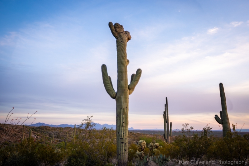 Crested Saguaro Saguaro National east
