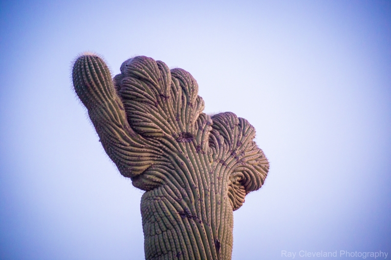 Crested Saguaro Saguaro National east