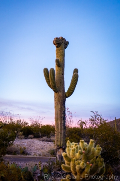 Crested Saguaro Saguaro National east