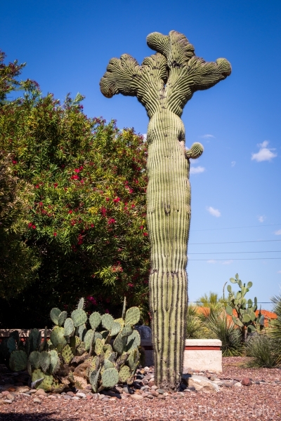 Holy Crested on Sabino Canyon Road