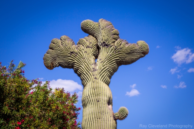 Holy Crested on Sabino Canyon Road