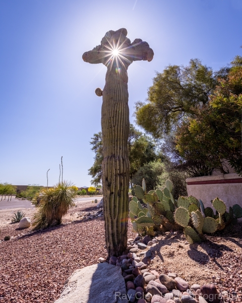 Holy Crested on Sabino Canyon Road