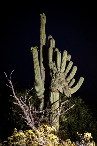 Sabino Canyon Crested with moon rise