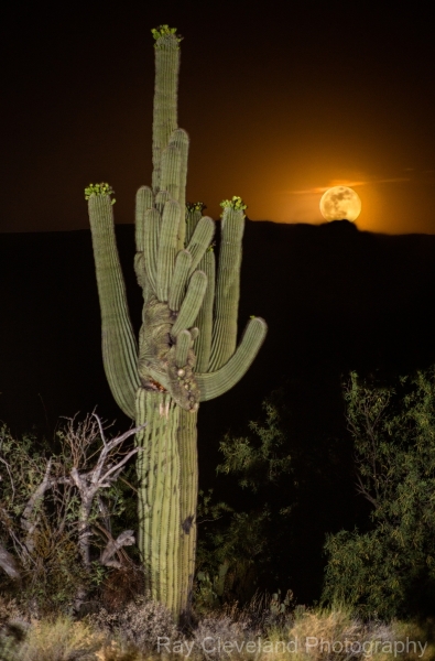 Sabino Canyon Crested with moon rise