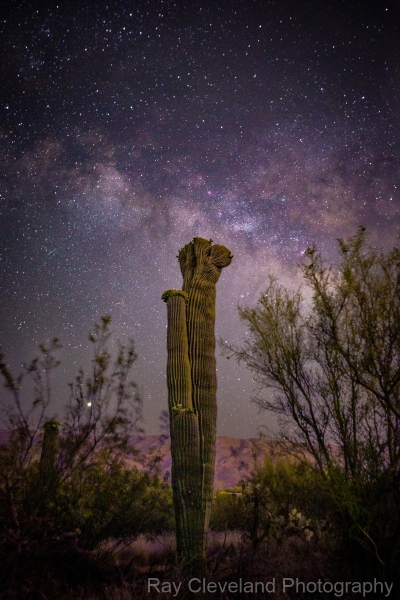Crested Saguaro with milky way