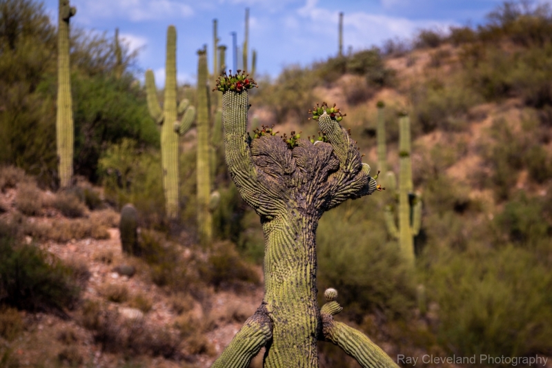 Crested Saguaro on the side of the highway