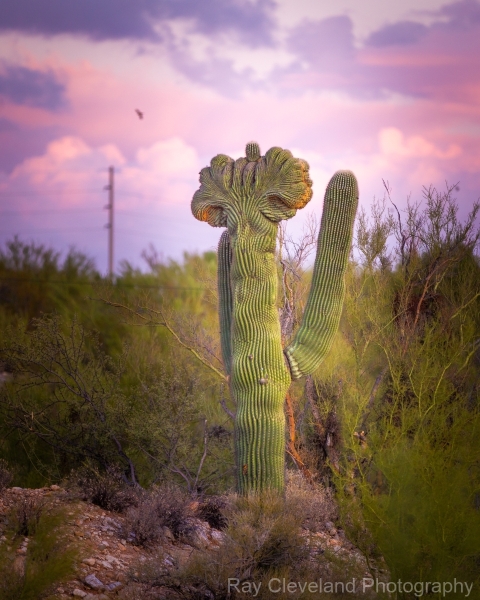 20201107-sunset-and-saguaros-hdr-007