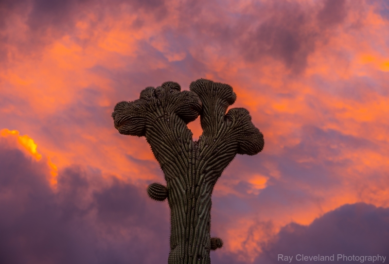 20210123-Double-Crested-Sunset-076-HDR