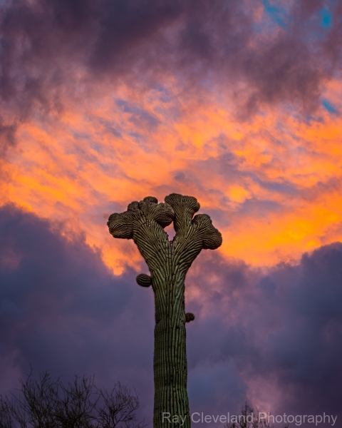 20210123-Double-Crested-Sunset-082-HDR