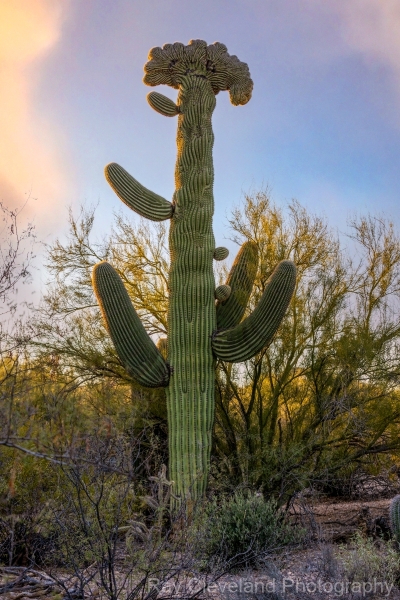 20211219-Crested-Moonrise-inlaws-053-Edit