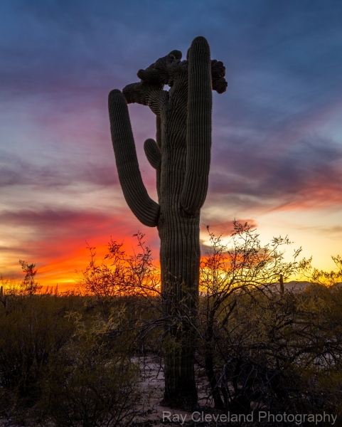20220126-crested-sunset-743-HDR
