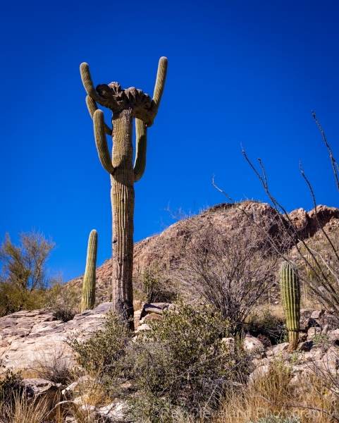 20220130-pima-canyon-trail-hike-035-HDR