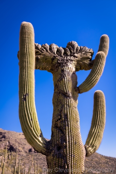 20220130-pima-canyon-trail-hike-053-HDR