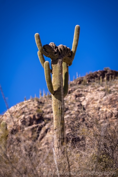 20220130-pima-canyon-trail-hike-065-HDR