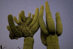 Sabino Canyon Crested With Stars