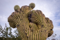 Crested Saguaro at the desert museum