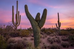 Crested Saguaro at Saguaro National Park West