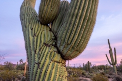 Crested Saguaro at Saguaro National Park West