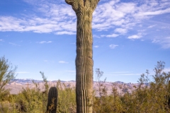 Crested Saguaro on Freeman Road