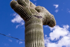 Crested Saguaro in west Tucson