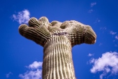 Crested Saguaro in west Tucson