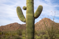 Crested Saguaro in Saguaro National park West