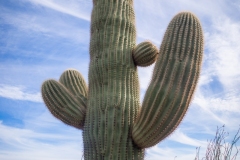 Crested Saguaro in Saguaro National park West