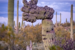 Thumbs Up Crested on Painted Hills Trail