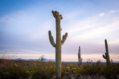 Crested Saguaro Saguaro National east