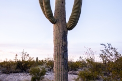 Crested Saguaro Saguaro National east