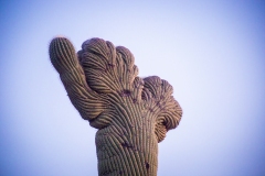 Crested Saguaro Saguaro National east