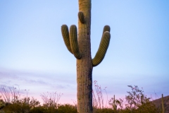 Crested Saguaro Saguaro National east