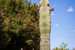 Holy Crested on Sabino Canyon Road
