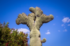 Holy Crested on Sabino Canyon Road