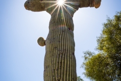 Holy Crested on Sabino Canyon Road