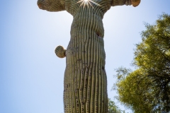 Holy Crested on Sabino Canyon Road